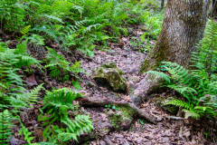 Fern-Trail