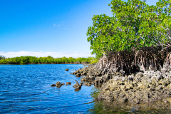 Mangroves-and-Oysters