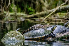 Gator on Turtle